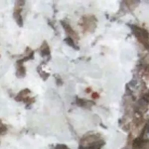 Bianco Antico